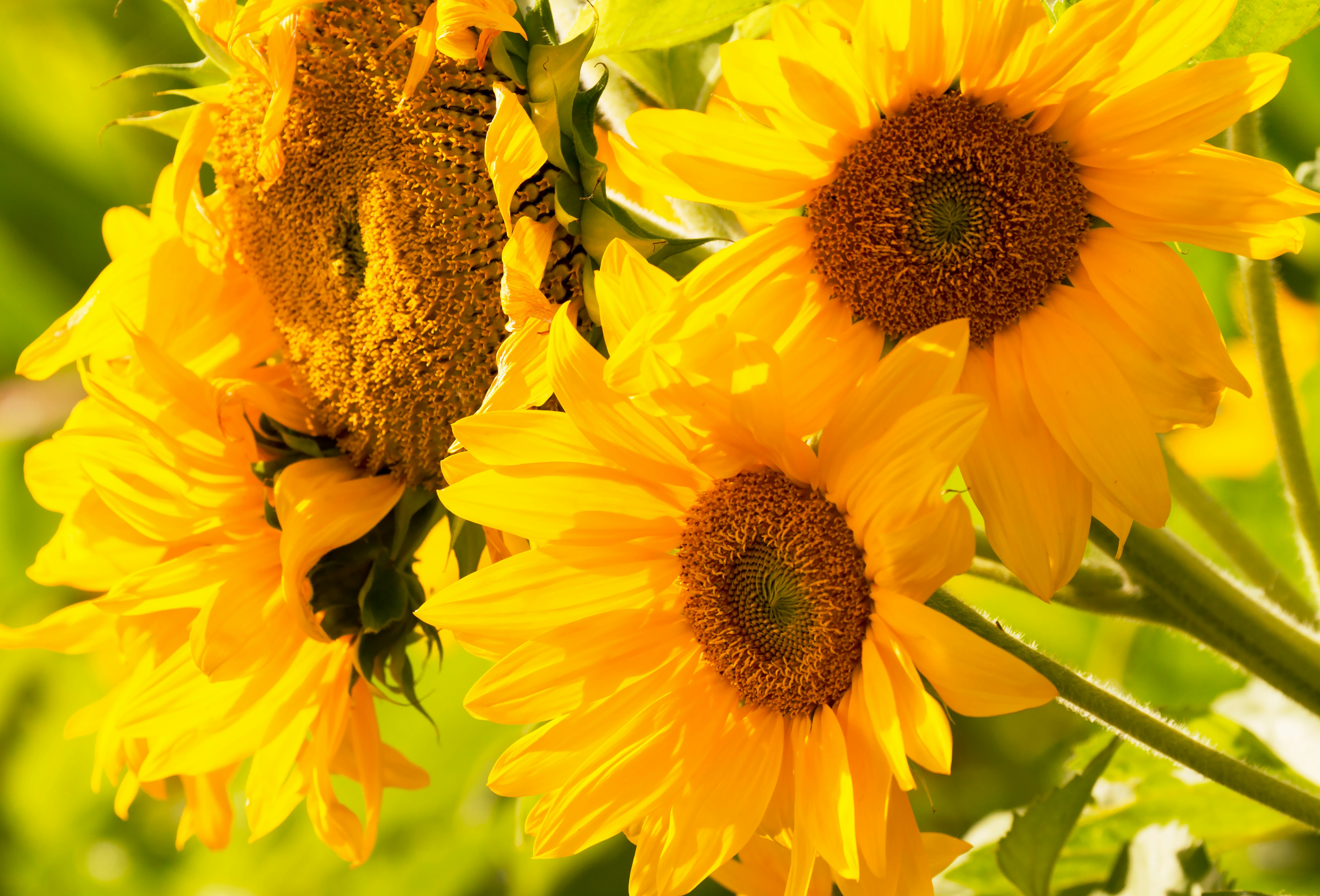 yellow sunflower in close up photography